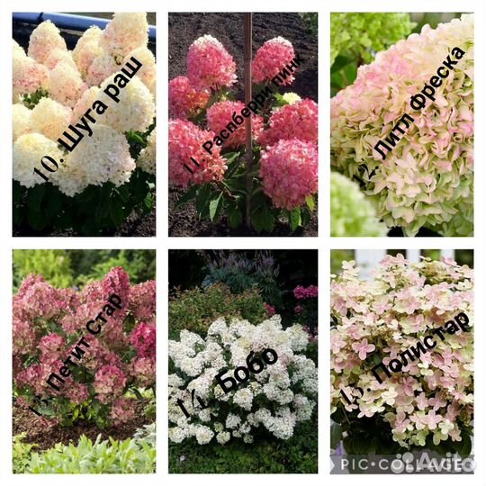 Гортензия садовая (саженцы, цены и сорта в опи
