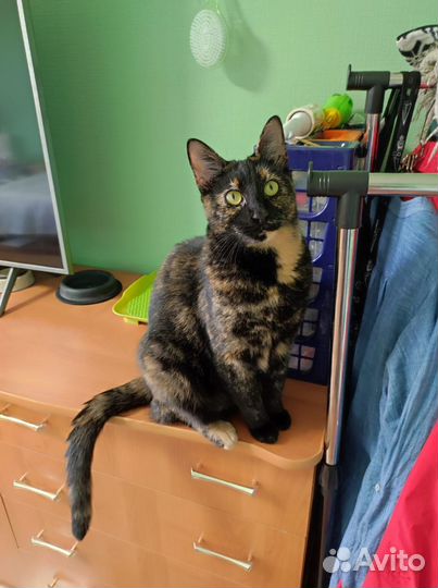 Шикарная Ласкуша