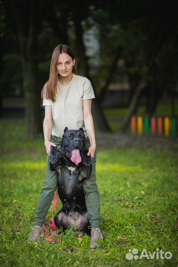 Кинолог, дрессировка собак, передержка