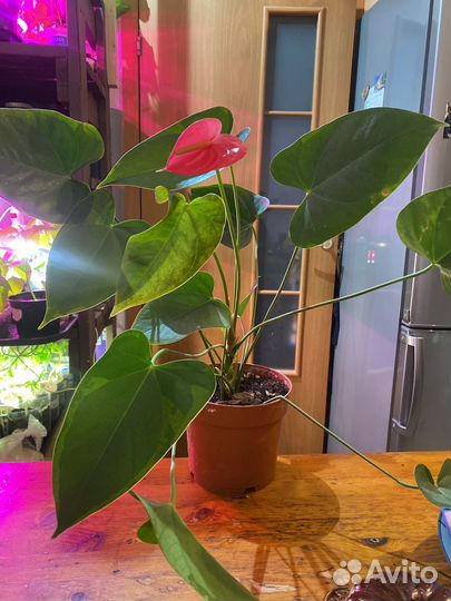 Антуриум красный
