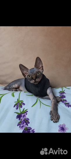 Канадский сфинкс котенок мальчик