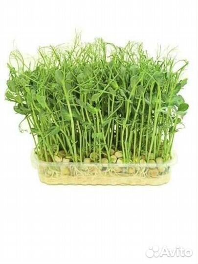 Здоровое питание