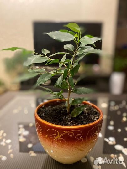 Фикус бенджамина большой