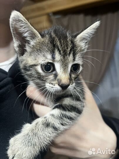 Котята