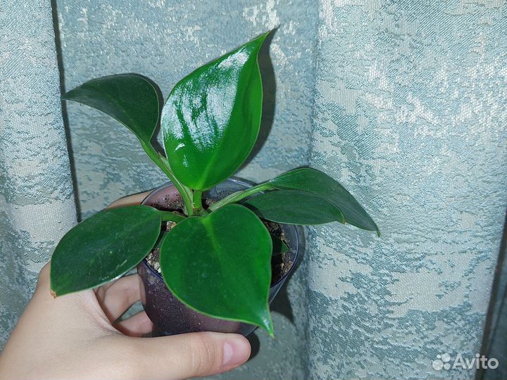 Филодендрон