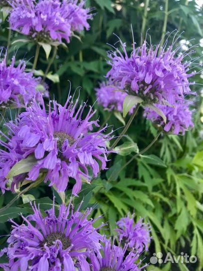 Многолетники ч 3