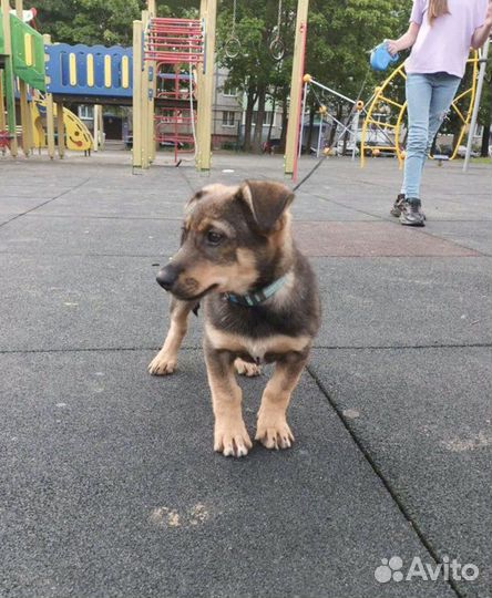 Щенок мальчик