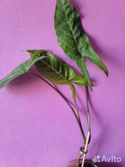 Сортовые цветы 2