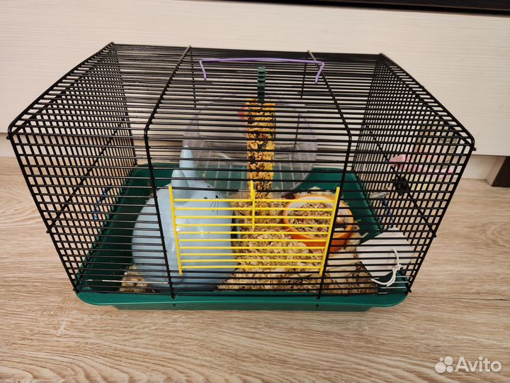 Джунгарский хомяк с клеткой