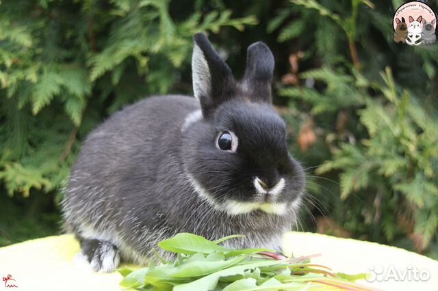 Карликовый кролик девочка