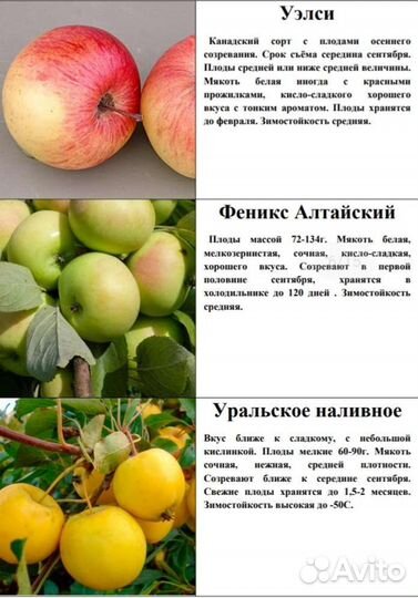 Саженцы яблони, груши