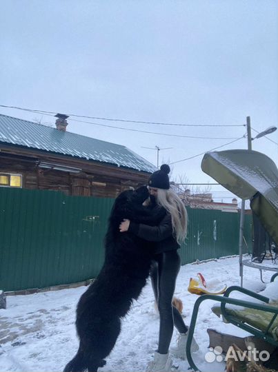 Восточно европейская овчарка вязка
