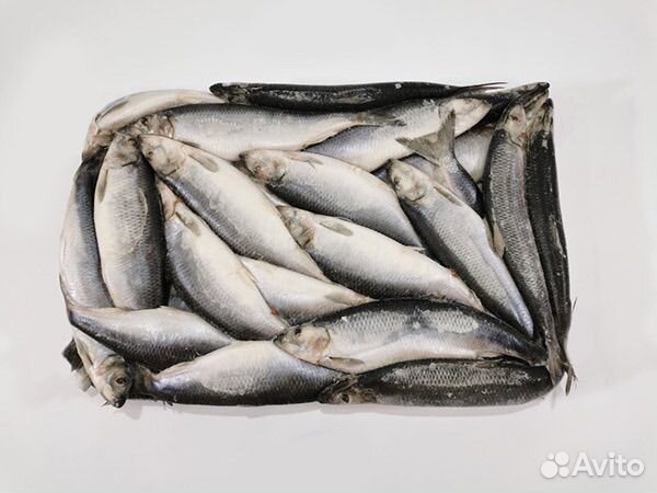 Сельдь свежемороженная