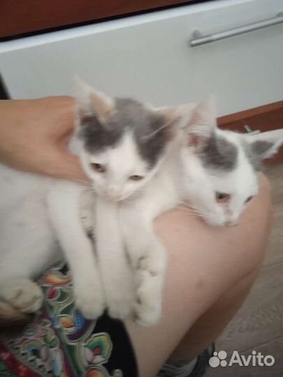 Котята крысаловы