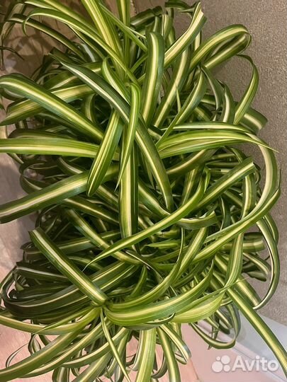 Хлорофитум кудрявый