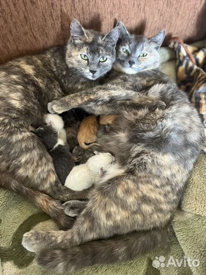 Котята в добрые руки даром