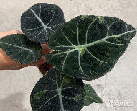 Алоказия Блэк Вельвет вар, белая принцесса