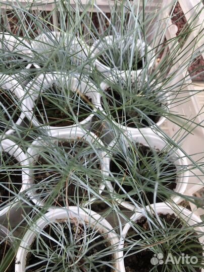 Овсяница сизая