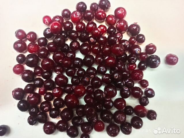 Клюква северная