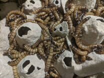 Зофобасы и мучной червь, живые кормовые насекомые