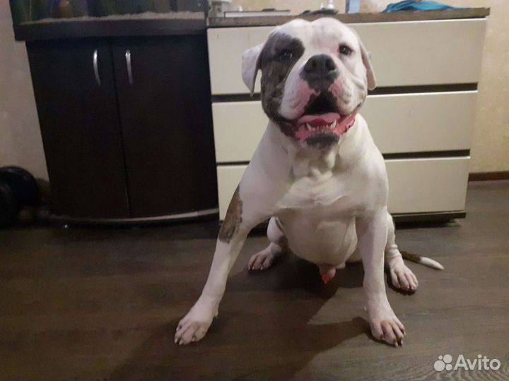 Американский бульдог Вязка