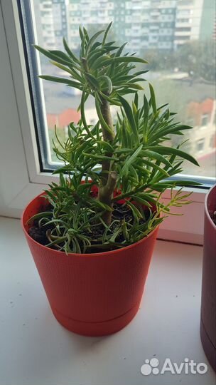 Продам цветы комнатные