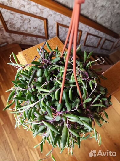 Сенецио purple flush