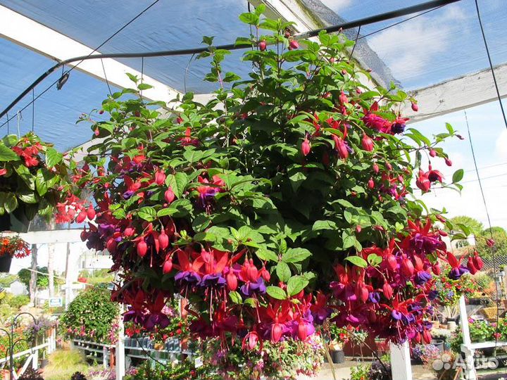 Фуксия укорененные черенки