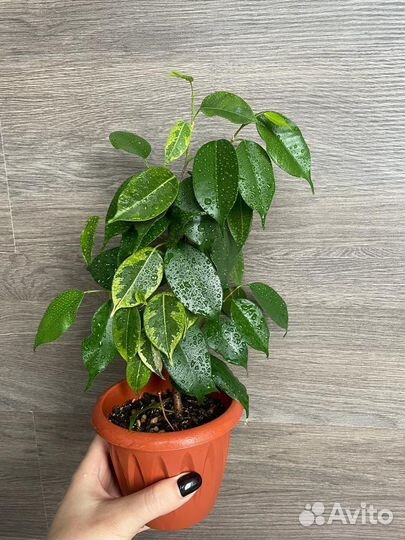 Фикус бенджамина