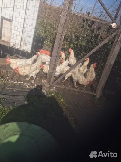 Куры несушки