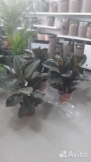 Фикус robusta 3 ствола