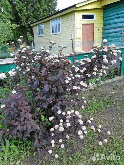 Пузыреплодник калинолистный с красными листьями