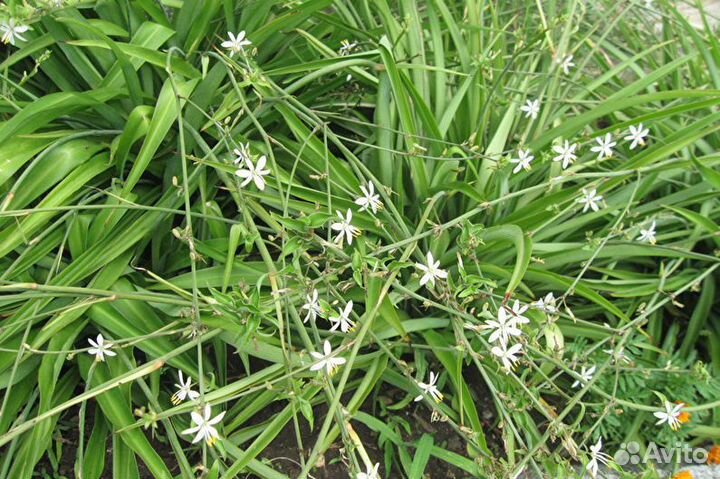 Хлорофитум взрослый. Герань пеларгония