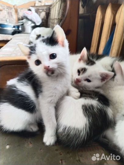 Котята в добрые руки