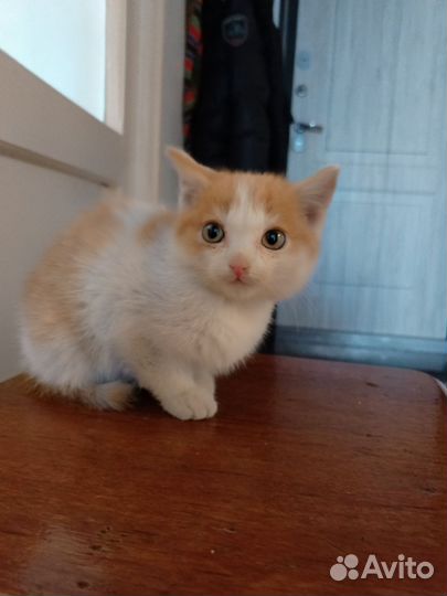 Котёнок