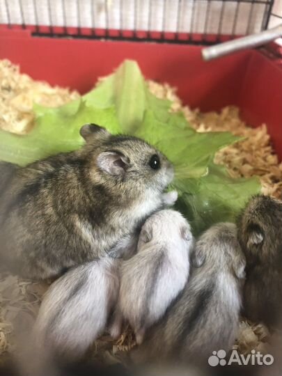 Джунгарский хомяк