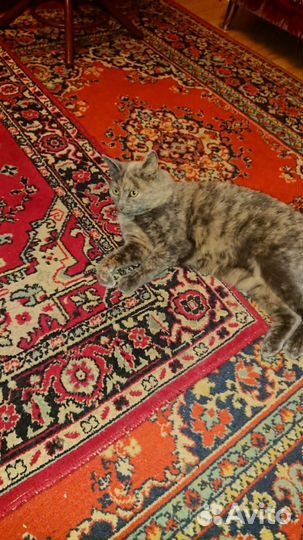 Кошка в дар