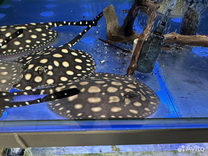 Скат леопольди Black