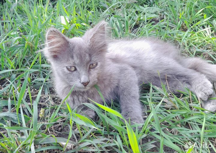 Кошки в дар