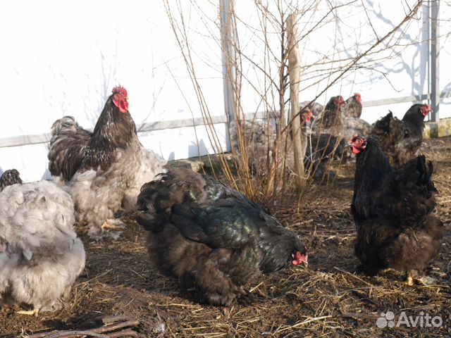 Яйцо кур: кохинхин,загорской,пушкинской,барковской