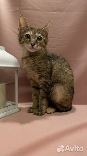 Котята бесплатно