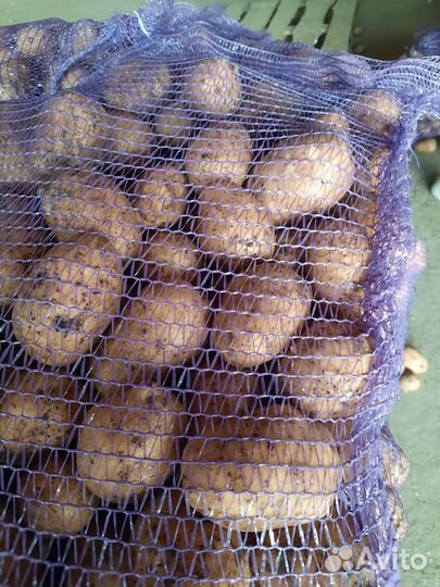 Картофель оптом от производителя