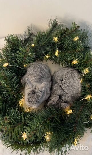Большой Выбор Новогодних Кроликов в Питомнике