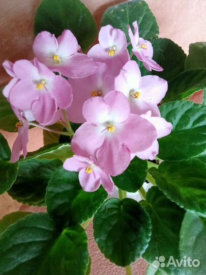 Rhapsodie Rosalie Rose