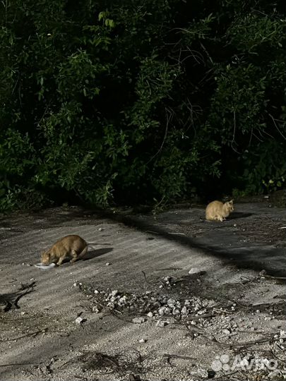 Кошки в добрые руки бесплатно