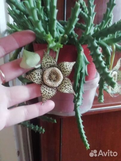 Амазонская лилия,шефлера,хлорофитум кудрявый