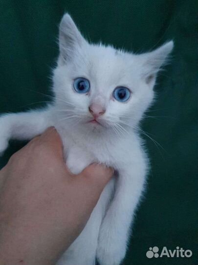 Котята ищут хозяина