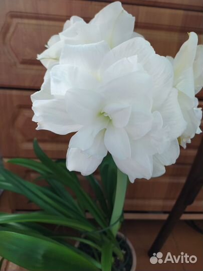 Гиппеаструм амариллис