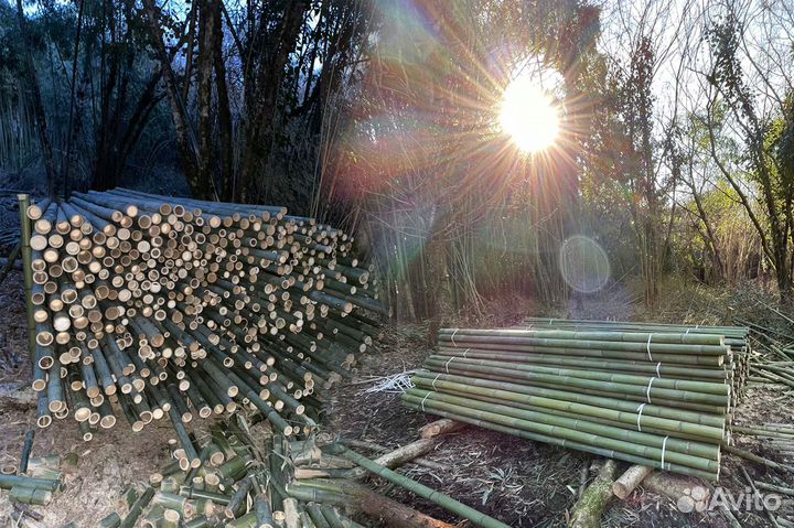 Бамбуковые стволы