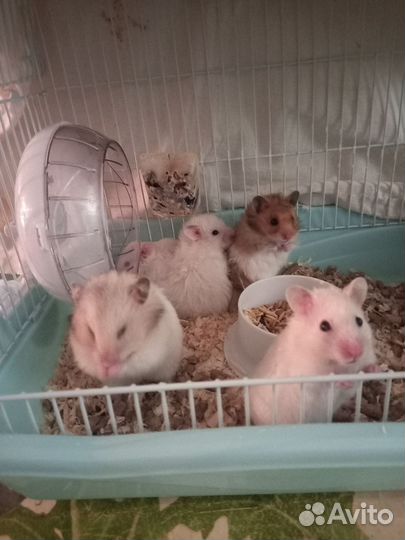 Сирийский хомяк девочка